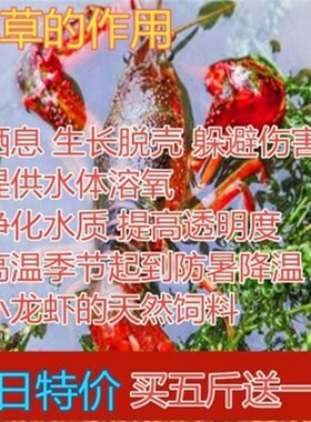 水草种子伊乐藻轮叶黑藻养鱼虾草籽种子四季净化水质的鱼塘水草孑