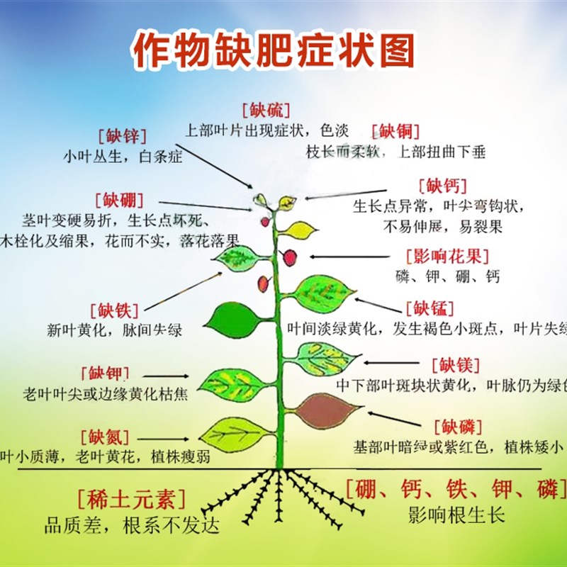 高钾肥叶面肥水溶性花用有机氮B磷钾肥家用果树保花保果膨大增 - 图3