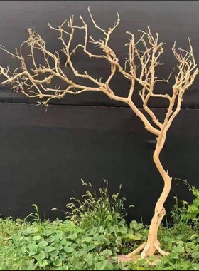 干树枝造景干枝树干许愿树枯树室内庭院造型树枝干原木树枝装饰树