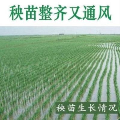 插秧机稻田小手种植水稻自动同步农用耕田小麦型摇具X力农机人农 - 图0