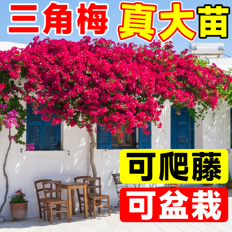 速发三角梅盆栽带花爬藤植物绿樱花苗三叶梅阳台植物室内外四季开 - 图0