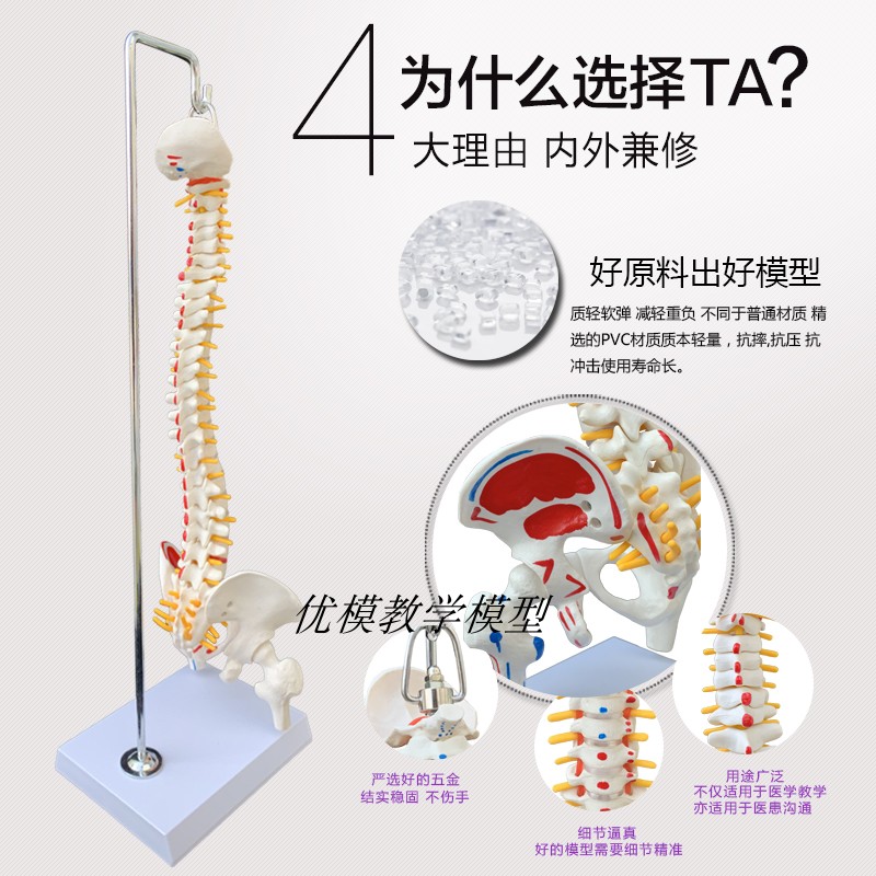 推荐教学仿真骨骼45cm85cm脊柱脊椎模型带半腿骨模型1:1人体骨骼 - 图1