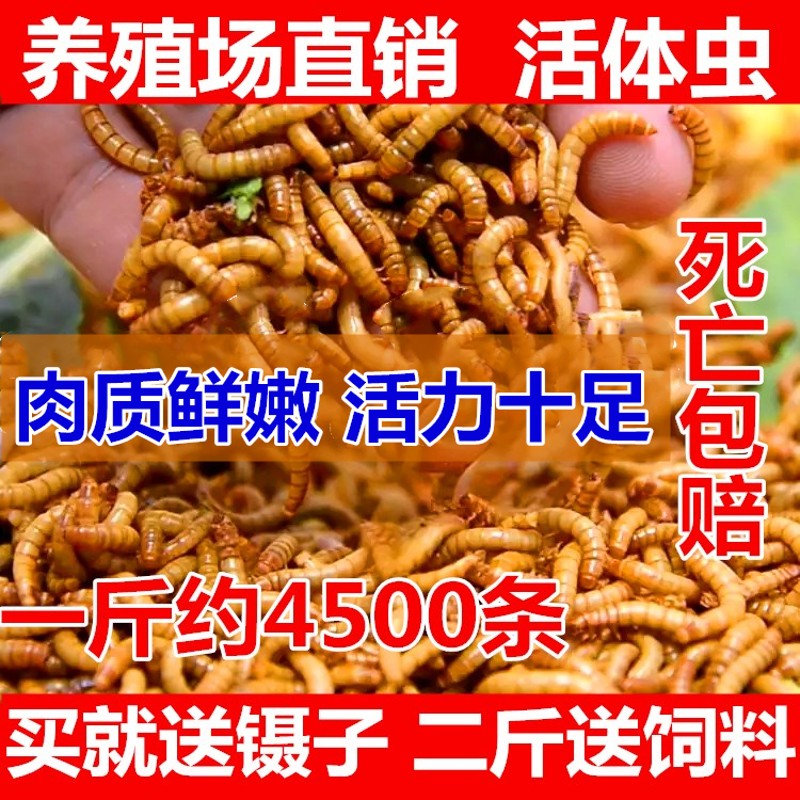 面包虫活  黄 虫活虫 鹦鹉鱼体金C龙鱼粉乌龟 画眉鸟石蛙饲料包邮 - 图0