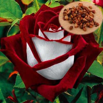 推荐40Pcs/Pack Rare Seed Osiria Rose Ruby Rose Flower Seeds - 图2