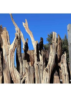 家居枯木摆件 风化栎木树干装饰 庭院枯木树杆 店铺实木装修配件