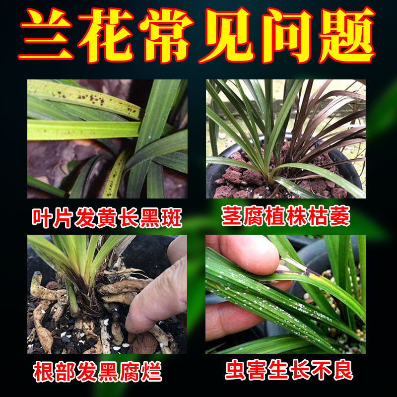 兰花专用肥黄叶焦尖烂根黑斑酸性植物叶面喷施一喷绿营养液免稀释 - 图1