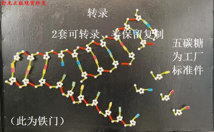 dna双螺旋结构模型o磁吸式ATP核苷酸、半保留复制、转录可拆 - 图1