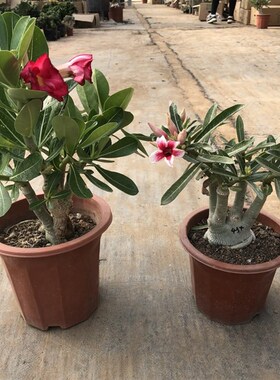 沙漠玫瑰花苗盆栽绿植重瓣四季花卉植物老桩室内阳台盆景开花好养