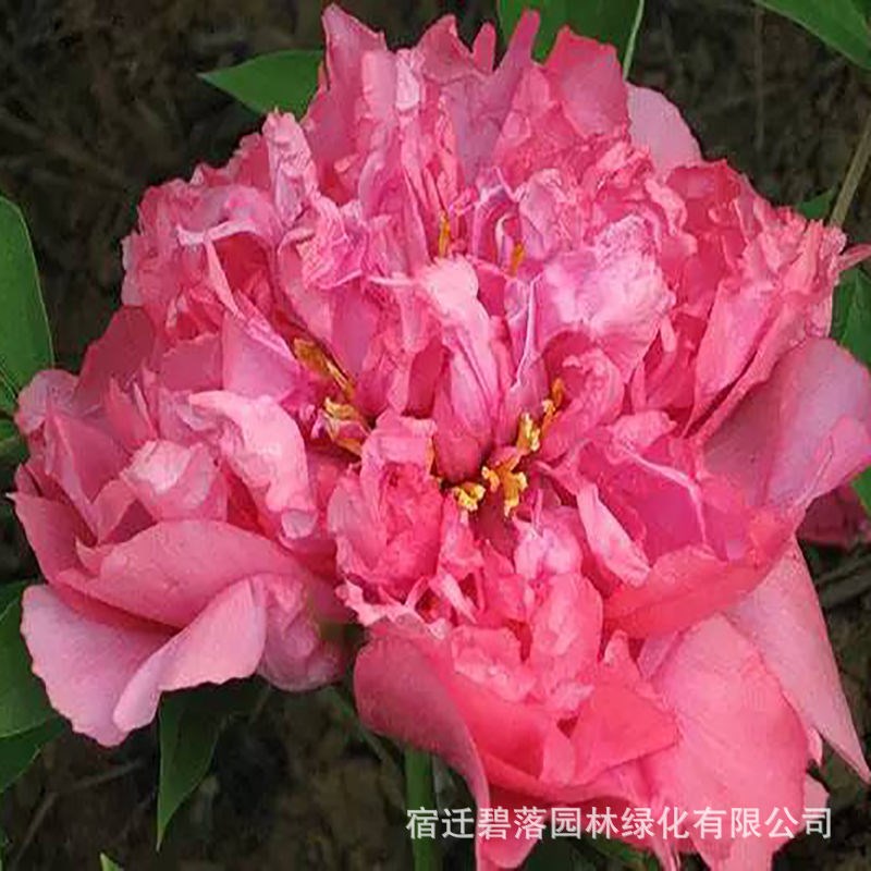 洛阳牡丹花苗大苗花卉植物室内花易活好养盆栽庭院牡丹花树苗 - 图1