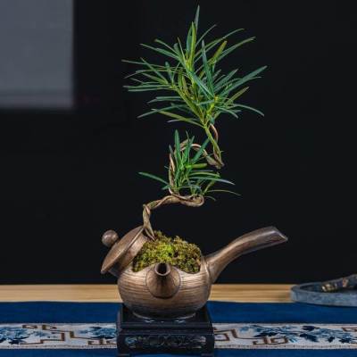 速发罗汉松 微景观 禅意茶桌造型盆景 微盆景植物