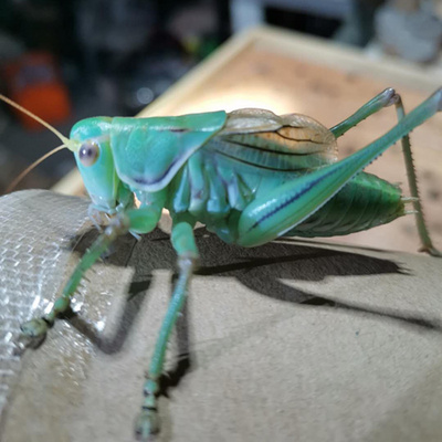 蝈蝈活鸣虫平谷巨型冬蝈蝈大号铁皮叫罐笼子点药,淘宝优惠券,粉丝福利购,淘宝优惠卷