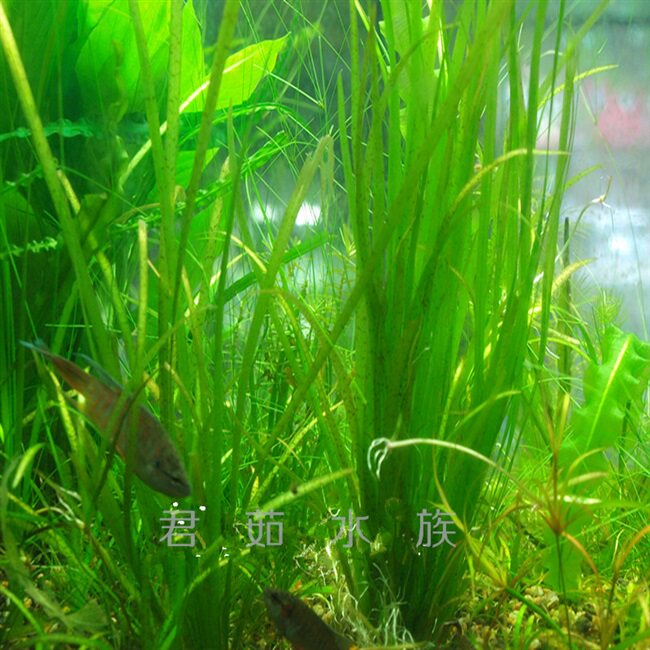 北美水兰水草,水兰水草,大水兰水草(第15页)_大山谷图库