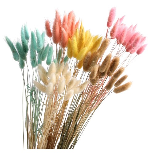 兔尾草干花狗尾巴草干花兔尾巴草干花花束干花真花狗尾巴草仿真花 - 图0