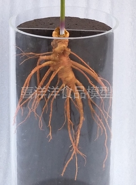 三七模型药材橱窗展品