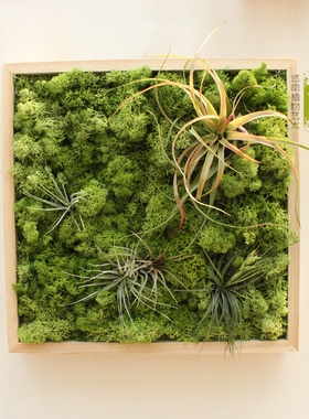 空气凤梨永生花苔藓装饰画定制