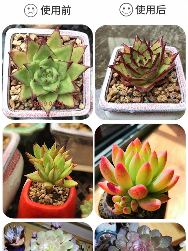 生长紫外线上色全光谱金卤灯uvb多肉植物补光爆藻防徒模拟太阳光2 虎窝淘
