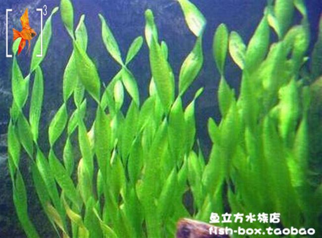 鱼缸净化水质的水草,那种水草净化鱼缸水,净化水质最快的水草_大山谷图库