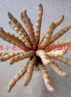 扎花虫草模型展示用摆件仿虫草扎花20根一扎