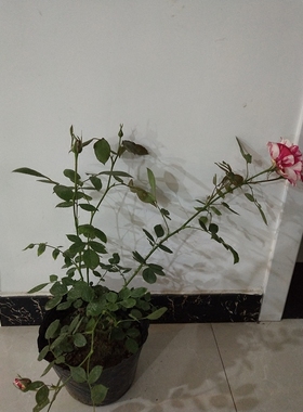 血色胡里奥月季苗节日客厅