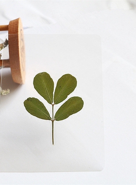 植物标本树叶礼物手工