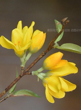 黄色落地茶几摆放样板间迎春花
