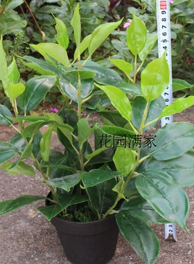仿真植物叶迷你小盆栽香樟树叶带花盆绿植假盆景屏风装饰直销摆件