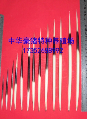 养殖精选品相好浮标茶针