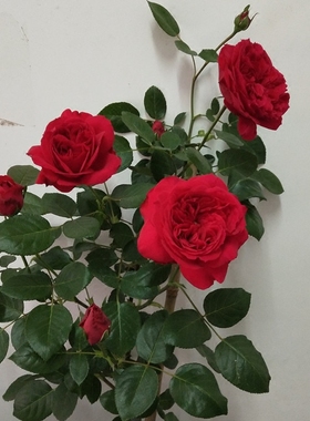 游行爬墙攀援藤本月季植物庭院