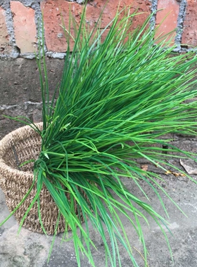 仿真室外绿色植物