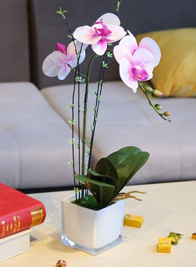 客厅玻璃花瓶盆栽蝴蝶兰