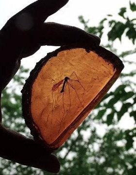 趣味侏罗纪琥珀切片树脂家居摆件