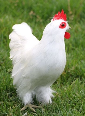 仿真红腹锦鸡吉祥物羽毛热销鸳鸯