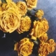 Hoa khô tự nhiên tăng hoa hồng bó hoa thật câu lạc bộ đám cưới trong nhà trang trí phòng khách trang trí đạo cụ chụp - Trang trí nội thất