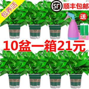 绿萝盆栽室内植物新房吸除甲醛水培花卉绿植盆景长藤垂吊兰大绿萝