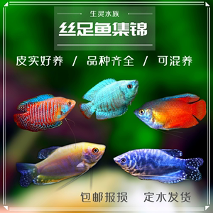 红蓝丽丽七彩鱼黄蓝曼龙吃蛋白虫珍珠马甲活体小型热带观赏鱼包邮