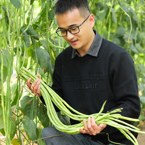 长豆角种子种籽孑苗秧豇豆大全芸豆四季豆扁豆缸豆九粒白不老豆角