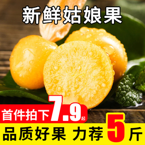 现摘姑娘果5斤东北菇娘灯笼果新鲜水果黄菇娘洋姑娘菇茑特产包邮