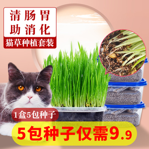 猫草种子盆栽懒人猫草土壤即食去化毛球片幼 小麦猫草粒猫咪用品