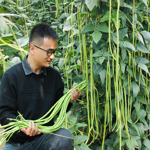 长豆角种子苗秧豇豆四季豆蔬菜种籽大全孑豆种无架九粒白不老芸豆