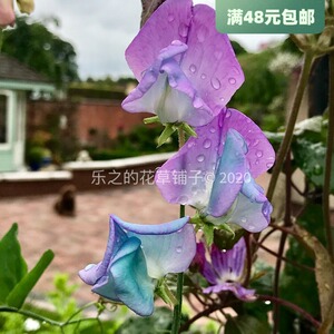 进口切花香豌豆种子合集 绿松石泻湖 多色可选四季庭院爬藤盆栽花