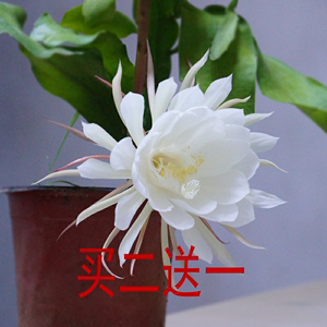 昙花盆栽花苗室内阳台植物盆栽观花花卉绿植昙花