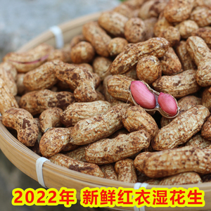 2022年广东新鲜花生带壳湿花生现挖农家自种红皮带泥花生可水煮