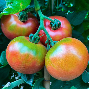 铁皮草莓柿子种子种籽西红柿大全水果秧苗番茄苗秧孑子柿子苗子
