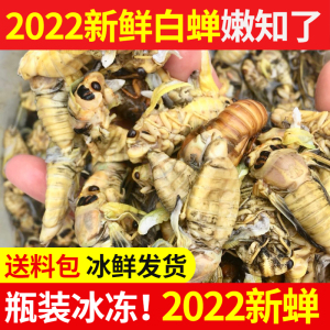 2022年新鲜蜕变金蝉知了【白蝉】嫩生肉知了猴200只170元包邮