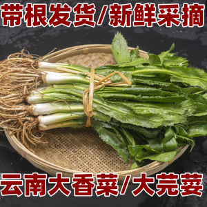 【带根发货】新鲜大芫荽大香菜刺芹刺洋芫荽可种植现挖野生傣味