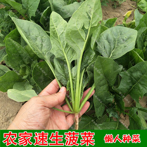 小叶菠菜种子夏秋季播易种青菜菜籽波菜种孑四季大全农家蔬菜种籽