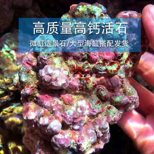 高质量活石新鲜高钙深海片状海水过滤鱼缸珊瑚缸多孔微生物造景石