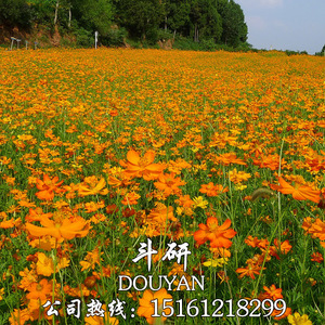 硫化菊种子黄波斯菊花种子黄秋英花籽 硫华菊种子四季易种 耐贫瘠