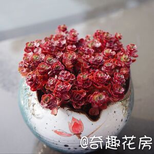 多肉植物小球玫瑰【胭脂云】爱之蔓龙血景天紫玄月小球玫瑰锦佛珠