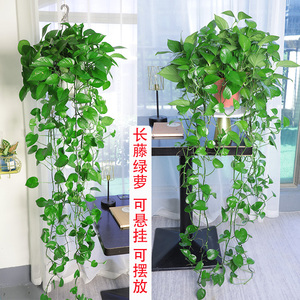 长藤绿萝盆栽室内垂吊植物大盆绿萝吸甲醛吊兰绿植花卉大型长藤款